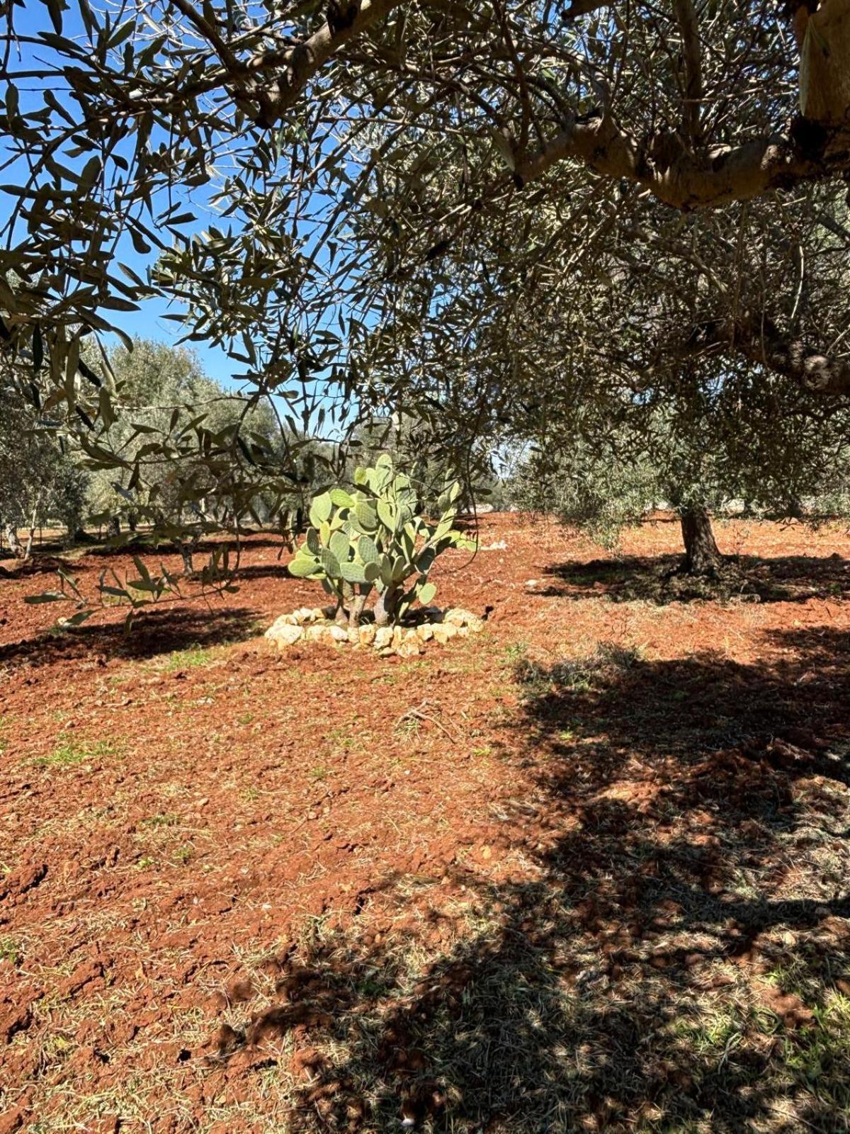 Villa Trullo Terra Di Alix Ostuni Exterior foto
